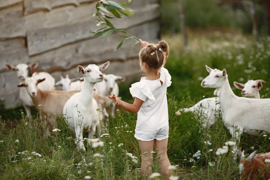 Kinderboerderij in Etten-Leur